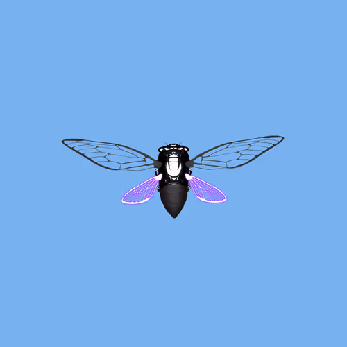 Cicadas #484