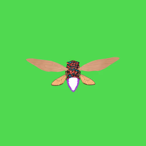 Cicadaspuzzleclub