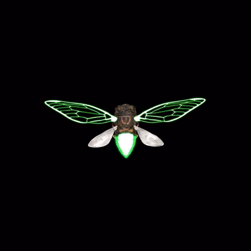 Cicadas #9967