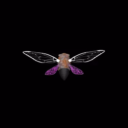 Cicadas #9214