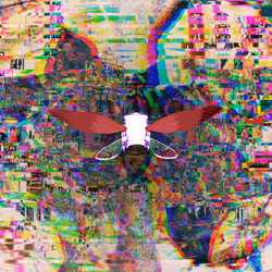 Cicadas #9303