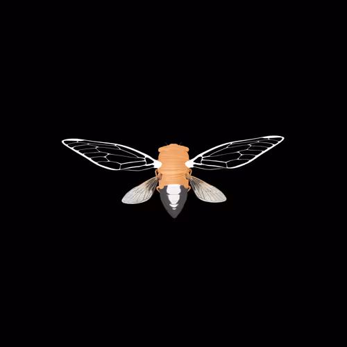 Cicadaspuzzleclub
