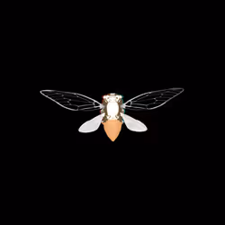 Cicadas #8929