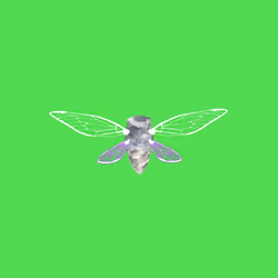 Cicadas #8983