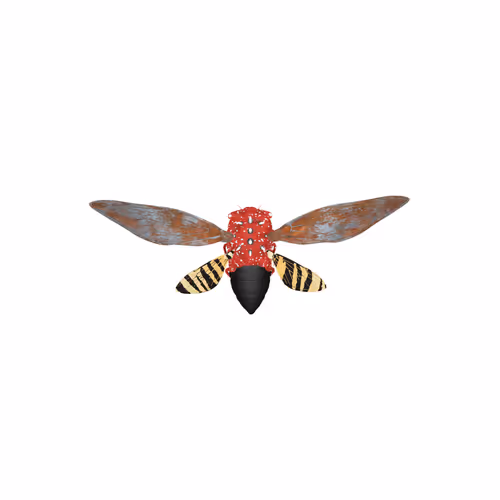 Cicadaspuzzleclub