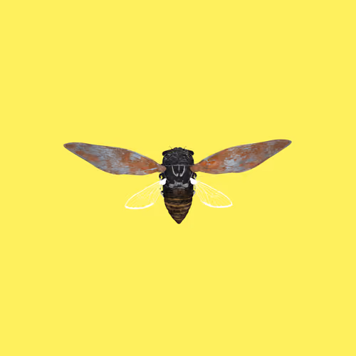 Cicadas #91