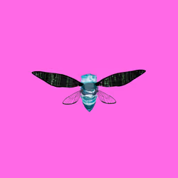 Cicadas #901