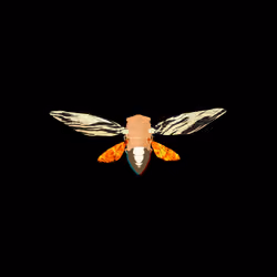Cicadas #609