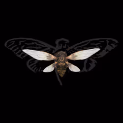 Cicadas #8563