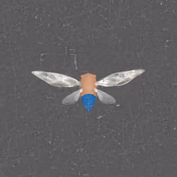 Cicadas #9613