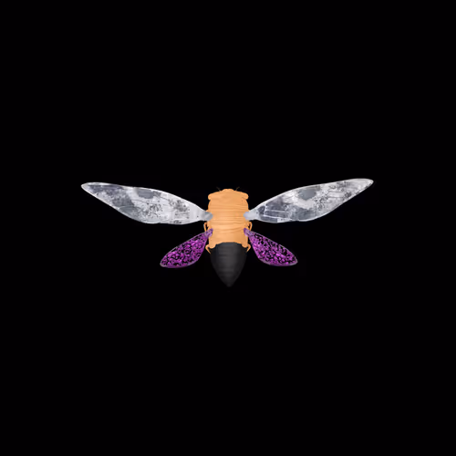 Cicadaspuzzleclub