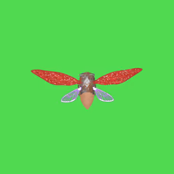 Cicadas #9898