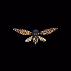 Cicadas #64