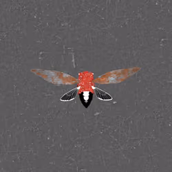Cicadas #462