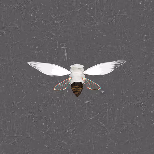 Cicadaspuzzleclub