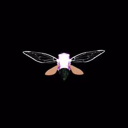 Cicadas #576
