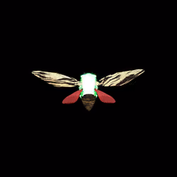 Cicadas #8996
