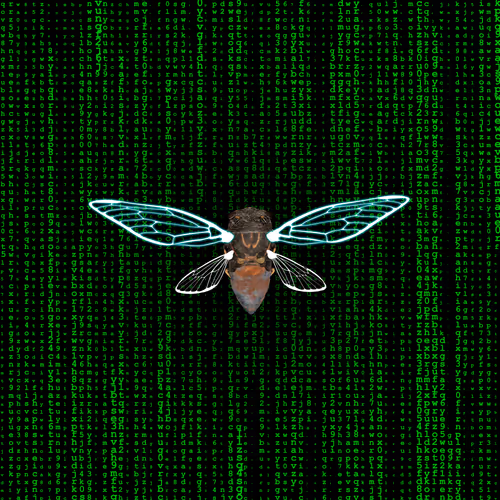 Cicadaspuzzleclub