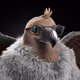 11726