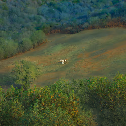 The lone wanderer