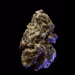 Gorilla Glue
