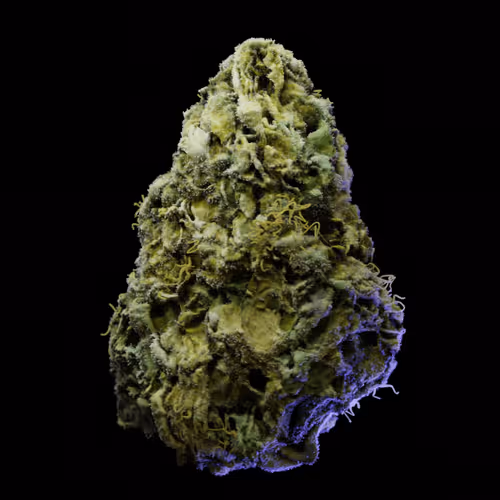 Northern Lights