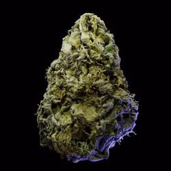 Northern Lights