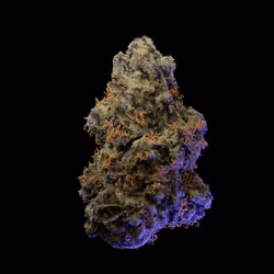 Gelato