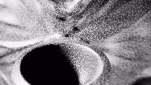 Item #25300080017 Media