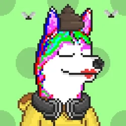 Husky #127