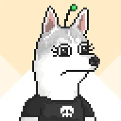 Husky #171