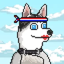 Husky #14