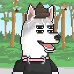 Husky #337