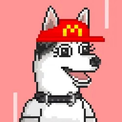Husky #500