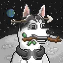 Husky #131