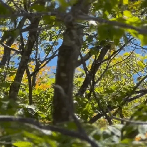 In The Trees #28