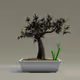 Bonsai #4199
