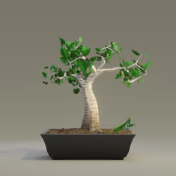 Bonsai #4561