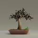 Bonsai #5881