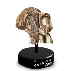 CRANIUM APE #40