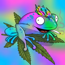 Collie Buddz Twisted Tree Frogs Massive #1369