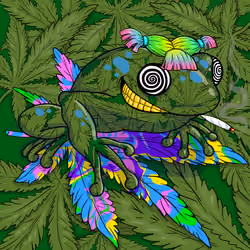 Collie Buddz Twisted Tree Frogs Massive #1056