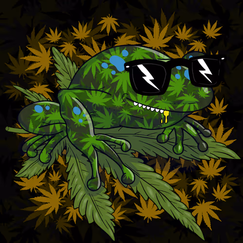 Collie Buddz Twisted Tree Frogs Massive