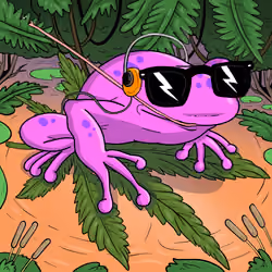 Collie Buddz Twisted Tree Frogs Massive #889