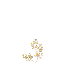 Black Bittercress