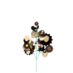 Star Daisy