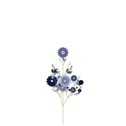 Twilight Toothwort