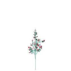 Spider Clover