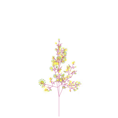 Nubloomfractal