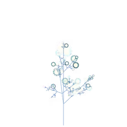 Weeping Bush